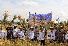 LUAR BIASA, Panen Padi Gedung Agung Hasilkan 9,8 Ton Gabah Kering, Widia: Ditingkatkan Lagi Produksinya