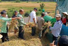 BUKAN KALENG-KALENG! Segini LTT Padi Dinas TPHP Lahat Kerjakan, Berapa Kira-kira Ya