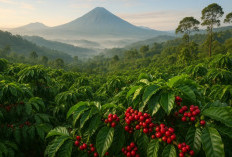 7 Daerah Penghasil Kopi dengan Kualitas Terbaik di Indonesia, Nomor 3 Jadi Primadona Pecinta Kopi Dunia!