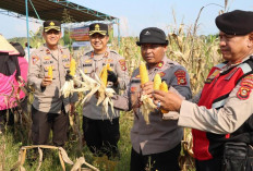 Kapolres Ogan Ilir Laksanakan Panen Raya Jagung, Ini Lokasinya