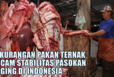 Mahasiswa Universitas Andalas Beber Fakta Kekurangan Pakan Ternak Ancam Stabilitas Pasokan Daging di Indonesia