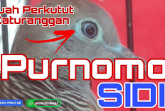 Inilah Keistimewaan Perkutut Purnomo Sidi, Pembawa Kedamaian dan Kewibawaan