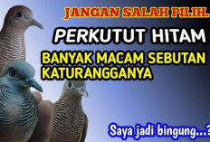 Misteri Burung Perkutut Hitam: Simbol Kewibawaan, Keberuntungan, atau Justru Pertanda Kesialan?