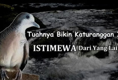 Punya Ciri Khas Unik di Dada, Burung Perkutut Jenis Ini Jadi Simbol Aliran Rezeki yang Terus Mengalir