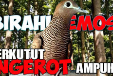 Cara Menaikkan Emosi Perkutut Agar Semakin Gacor