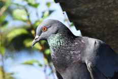 Mengenal 10 Ciri-Ciri Burung Perkutut Jantan, Simak Disini!