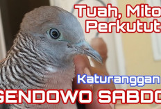 Punya Perkutut Gendewo Sabdo di Rumah? Wajib Jaga Ucapan, Salah Ngomong Bisa... 