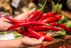 5 Daerah Produksi Cabai Keriting Terbanyak di Sumatera Selatan Tahun 2025!