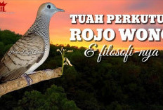 Bongkar Aura Magis Perkutut Rojo Wono, Pemiliknya Auto Jadi Magnet Kekayaan!