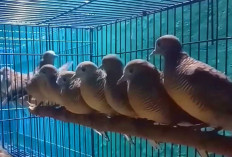 Pecinta Perkutut Wajib Baca! Hindari 3 Dosa Besar Saat Merawat Burung Perkutut