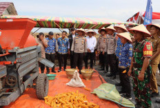 Program Ketahanan Pangan, Polres Ogan Ilir Laksanakan Panen Raya Jagung Tahap 2, Ini Hasilnya