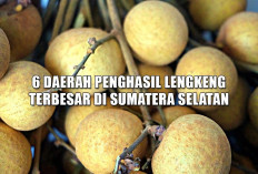 Dari Musi Rawas hingga OKU: 6 Daerah Penghasil Lengkeng di Sumatera Selatan dengan Potensi Ekspor Menjanjikan