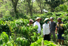 Potensi Kopi di Kabupaten Lahat Sangat Besar, Hal Ini akan Dilakukan Paslon BZ-WIN Majukan Perekonomian Rakyat