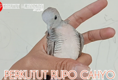 Tuah dan Keistimewaan Perkutut Rupo Cahyo, Penambah Wibawa dan Kharisma