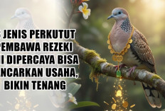 3 Jenis Perkutut Pembawa Rezeki Ini Dipercaya Bisa Lancarkan Usaha, Bikin Tenang, dan Datangkan Kemakmuran!