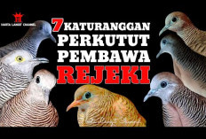 Burung Perkutut Istimewa yang Diyakini Bisa Menarik Rezeki dan Tolak Bala