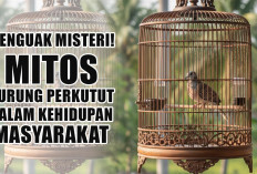 Menguak Misteri! Mitos Burung Perkutut dalam Kehidupan Masyarakat