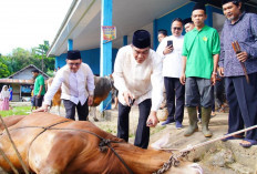Bupati Muba Serahkan Dua Sapi Limosin, Simbol Semangat Berbagi