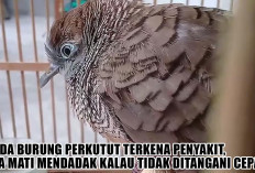Bahaya Mengintai! Ini Tanda Burung Perkutut Terkena Penyakit, Bisa Mati Mendadak Kalau Tidak Ditangani Cepat