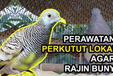 Ingin Perkutut Cepat Manggung? Coba 5 Tips Cerdas Ini, Dijamin Suaranya Jadi Merdu dan Suasana Rumah Tenang