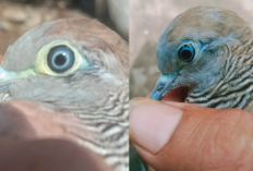 Mitos Perkutut Mata Kuning, Sumber Keberuntungan dan Keselamatan