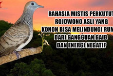 Rahasia Mistis Perkutut Rojowono Asli yang Konon Bisa Melindungi Rumah dari Gangguan Gaib dan Energi Negatif