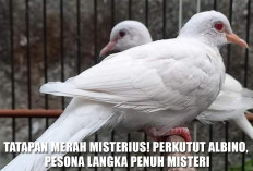 Putih Bak Salju, Tatapan Merah Misterius! Perkutut Albino, Pesona Langka Penuh Misteri
