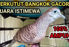 Tak Banyak yang Tau, Inilah 7 Kelebihan Burung Perkutut Bangkok yang Bikin Orang Rela Bayar Mahal