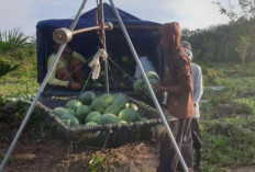 Hasil Pertanian Semangka OKU Timur Tembus Pasar Pulau Jawa, Ternyata Ini Rahasianya 