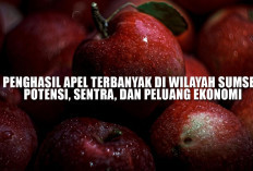 Penghasil Apel Terbanyak di Wilayah Sumsel, Potensi, Sentra, dan Peluang Ekonomi