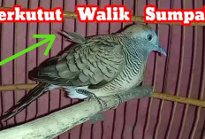 Banyak Dicari Pejabat! Ini Jenis Burung Perkutut Bertuah Pembawa Wibawa