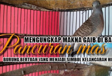 Mengungkap Makna Gaib di Balik Perkutut Pancuran Mas, Burung Bertuah yang Menjadi Simbol Kelancaran Hidup