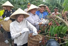 Bupati Lahat dan Wabup Panen Kopi Bersama Kades dan Camat Gumay Ulu, Ini Pesannya