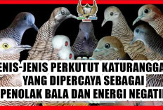 Bukan Dukun, Tapi Sakti! Jenis Perkutut Katuranggan Ini Dipercaya Sebagai Penolak Bala dan Energi Negatif