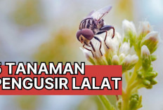 5 Tanaman Pengusir Lalat, Pas Banget Ditanam di Rumah! 