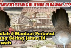 5 Manfaat Menjemur Burung Perkutut demi Menjaga Kesehatan dan Kebersihan Bulu, Perawatan Alami yang Tak Boleh 