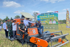 Hasil Melimpah! Ratusan Petani Desa Gelebek Dalam Banyuasin Gelar Panen Raya Padi 1.326 Hektare