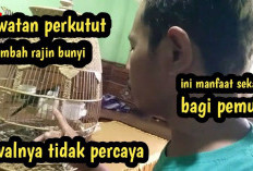 Mau Perkutut Lokal Gacor dan Juara Lomba? Simak Tips Harian, Pakan Khusus, hingga Teknik Pancing Suara