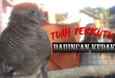 Perkutut Pedaringan Kebak, Tuahnya Memudahkan Rezeki dan Tolak Bala