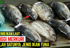 Waspada Sebelum Menyantap Seafood! 7 Jenis Ikan dengan Kandungan Merkuri Tinggi yang Mengancam Kesehatan 
