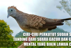 Bikin Geger! Ciri-Ciri Perkutut Sudah Siap Tanding dari Suara Gacor dan Gaya Mental yang Bikin Lawan Ciut