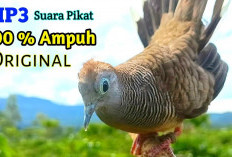 Bukan Sembarang Lokal! Inilah Perkutut RAJA PIKAT, Sang Master Suara Pancingan yang Paling Dicari Kolektor!