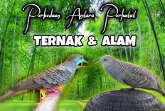 Perbedaan Perkutut Lokal Hutan dan Perkutut Ternak, Pemula Wajib Tahu!