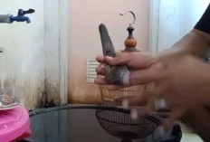 Dari Lesu Jadi Gacor! Inilah Khasiat Air Hangat untuk Perkutut Agar Sehat, Berbulu Kinclong, dan Rajin Bunyi