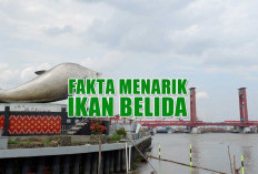 Maskot Kota Palembang! 5 Fakta Menarik Ikan Belida, Bahan Baku Pempek yang Kini Jadi Hewan Dilindungi