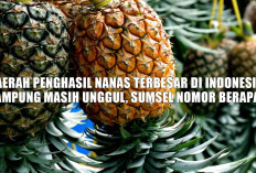 Daerah Penghasil Nanas Terbesar di Indonesia, Lampung Masih Unggul, Sumsel Nomor Berapa? 
