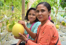 KWT Mekar Arum Panen Perdana Melon Melalui Program Srikandi Movement, Wujud Perkuat Ketahanan Pangan