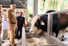 Pedagang Hewan Kurban Dadakan di Palembang Didata dan Diperiksa