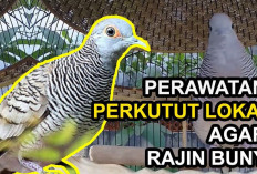 Dijamin Jawara, Ini Dia Tips Agar Burung Perkutut Semakin Berkicau