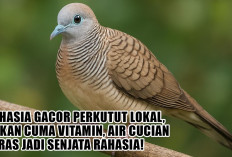Rahasia Gacor Perkutut Lokal, Bukan Cuma Vitamin Tapi Air Cucian Beras Jadi Senjata Rahasia!